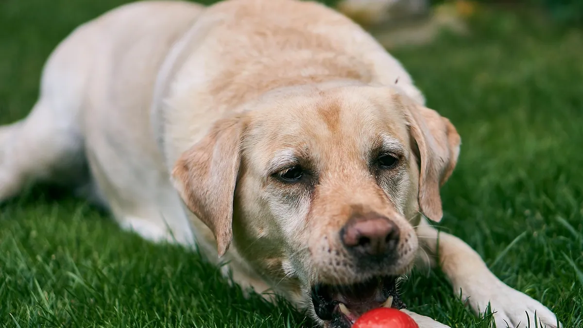 How to Stop Your Dog from Eating Everything