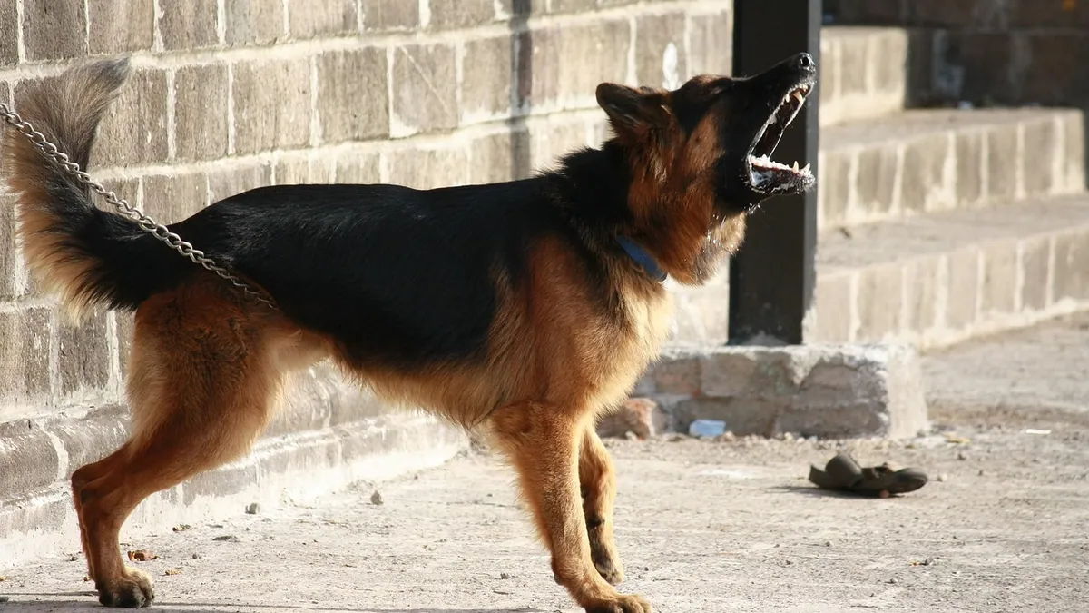 How to Stop Food Aggression in Dogs