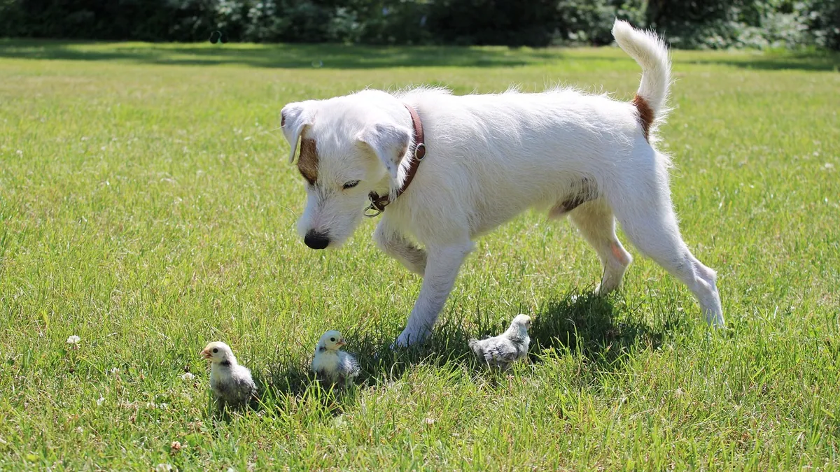 How to Stop Your Dog From Killing Chickens and Other Animals