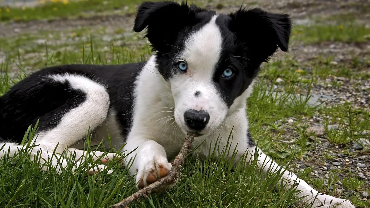 How to Stop a Dog From Mouthing and Nipping