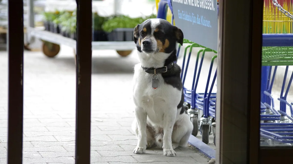 How to Stop Your Dog From Running Out the Door