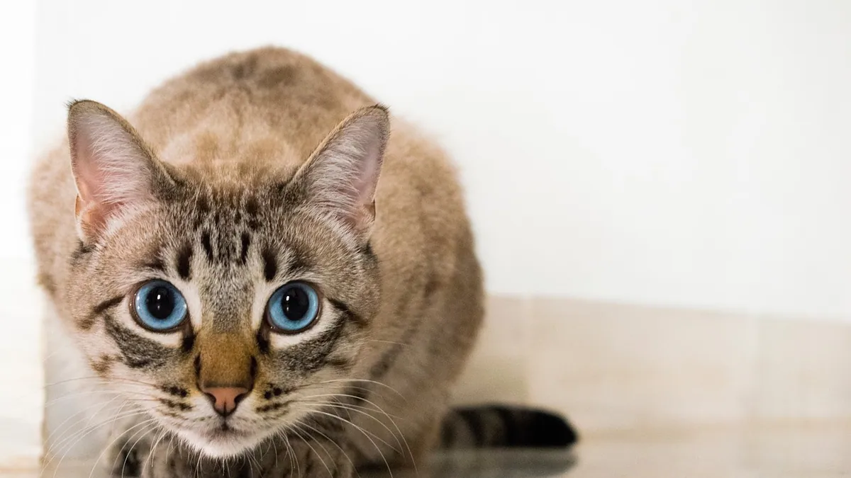Stress Colitis in Cats: Why Stress Causes Diarrhea