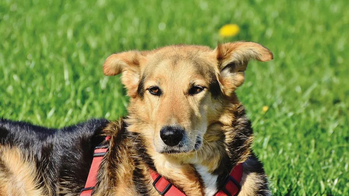 Stroke in Dogs: How Long Does It Last?