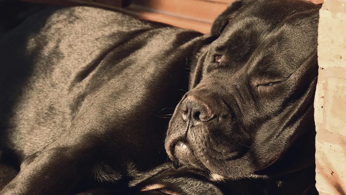 Stroke in Dogs: Recovery, Prognosis, and After Effects