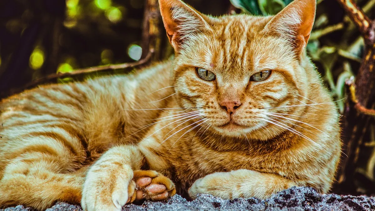 Why Does Stud Tail Smell? Odor Causes in Cats