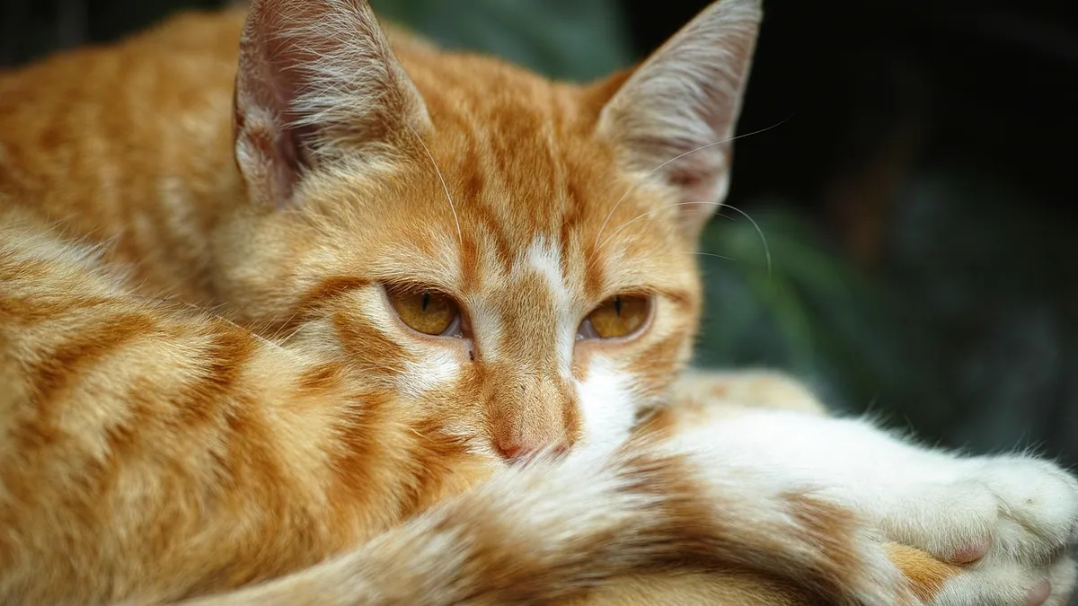 Stud Tail in Cats: Causes, Symptoms, and What It Means