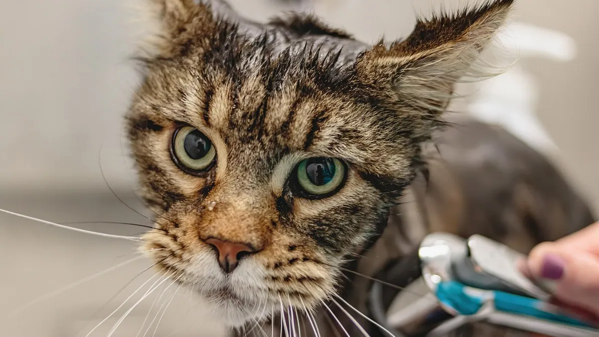 Stud Tail Treatment: Home Care and When to See a Vet