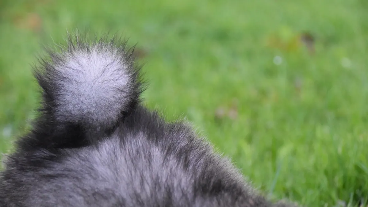 Stud Tail in Dogs: Causes in Males and Females
