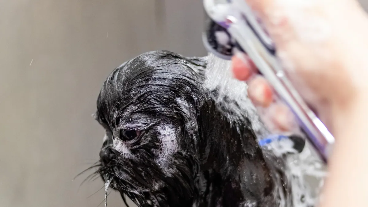 Stud Tail in Dogs: Treatment and Home Remedies