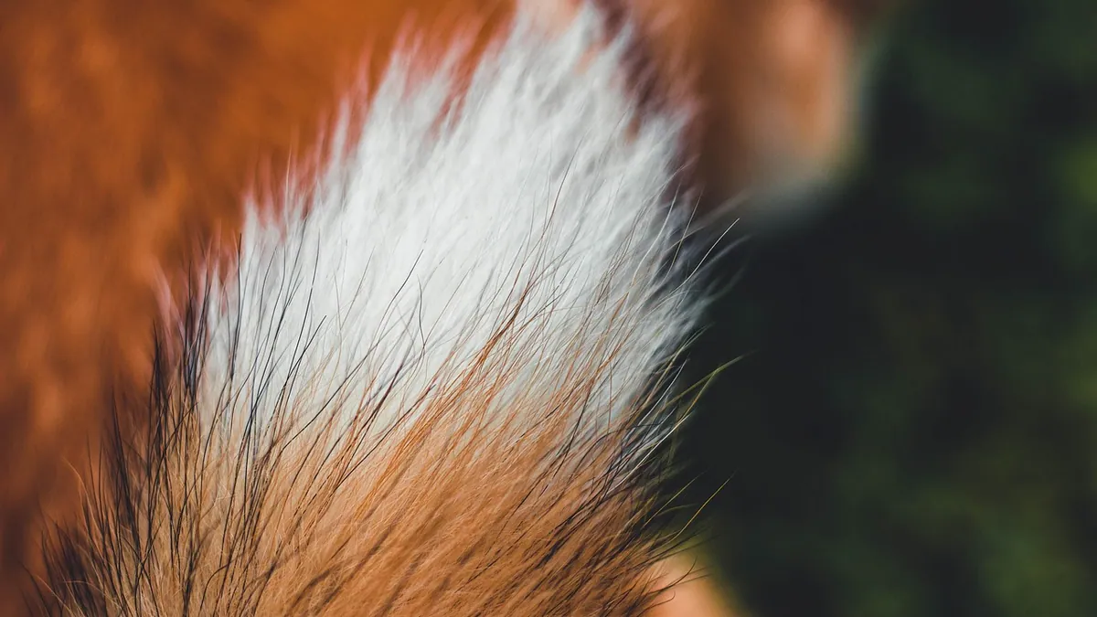 Stud Tail Infection in Dogs: Signs and Treatment