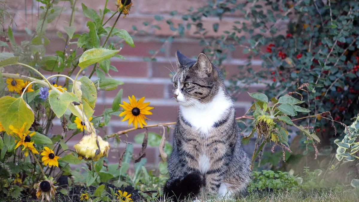 Are Succulents Harmful to Cats? Gasteria and Crassula