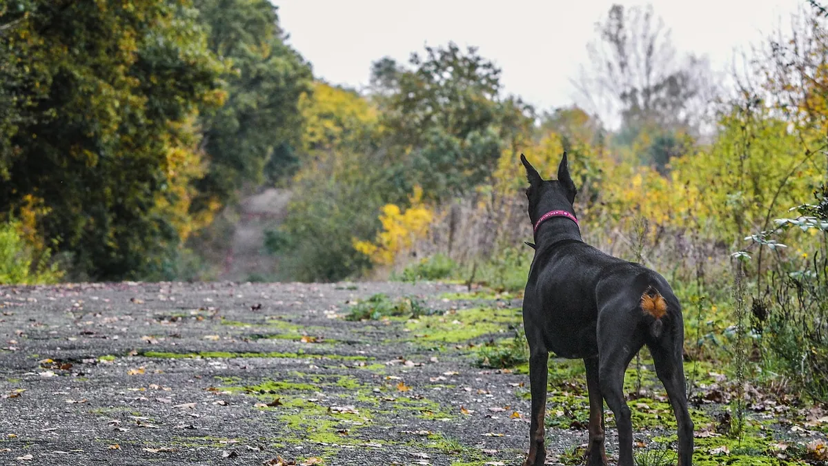 Are Succulents Toxic to Dogs? Which Ones to Avoid