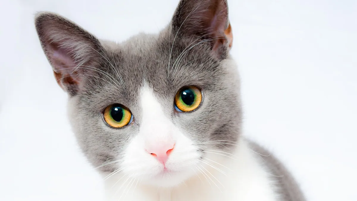 Sucralfate for Cats: Uses, Dosage, and Side Effects