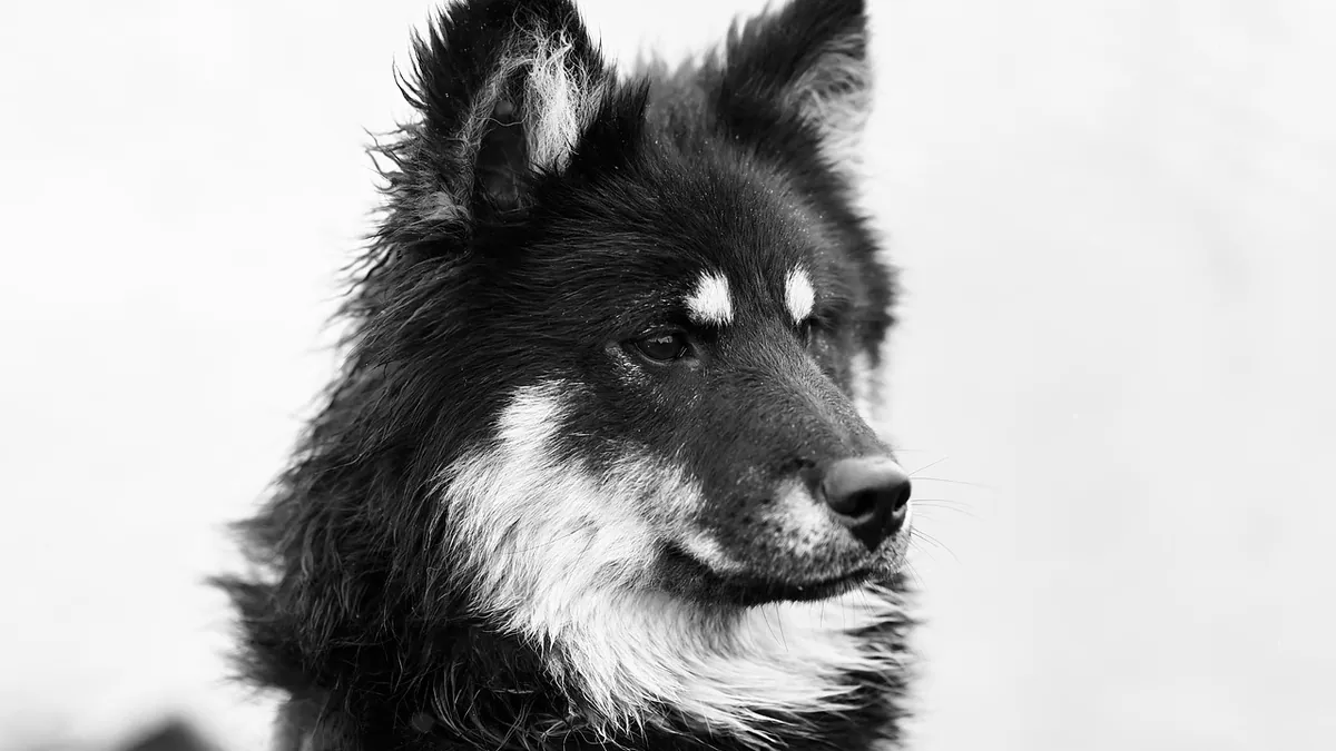 Sucralfate for Dogs: Uses, Timing, and Side Effects