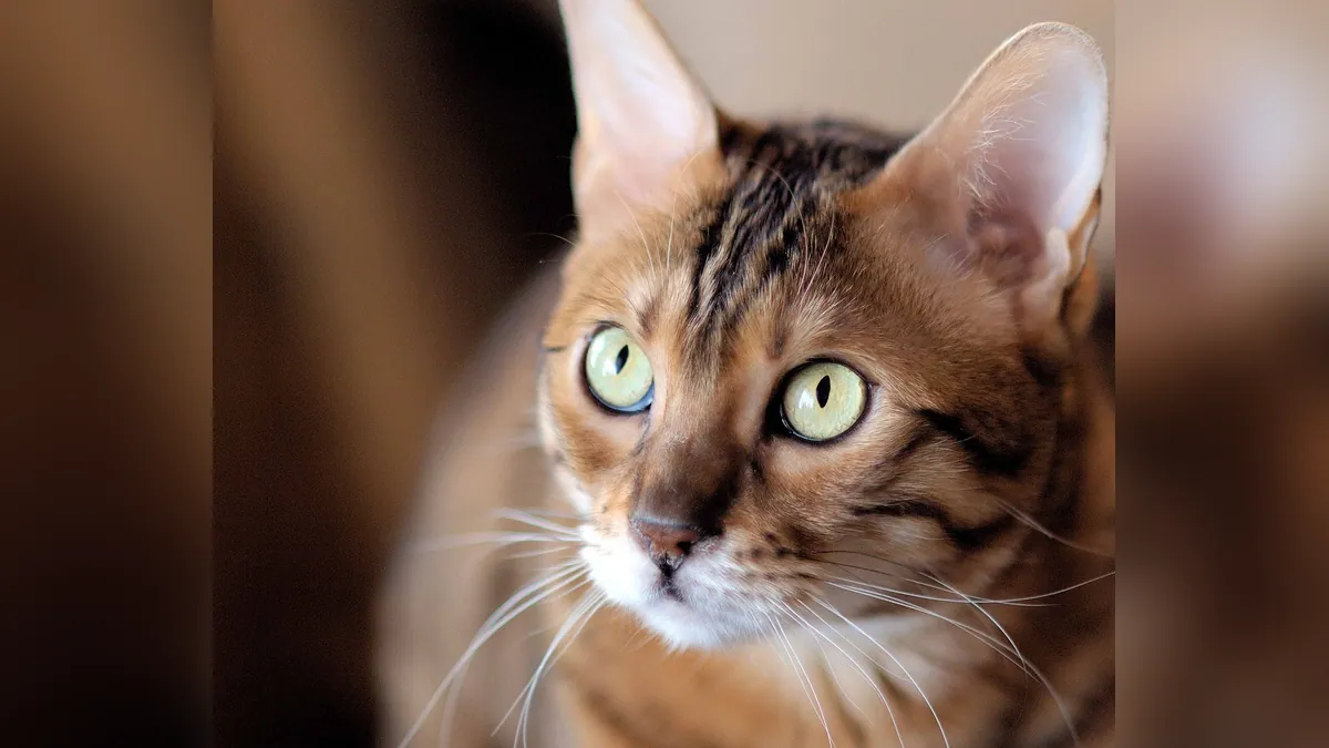 Sudden Blindness in Cats: Why Dilated Pupils Matter