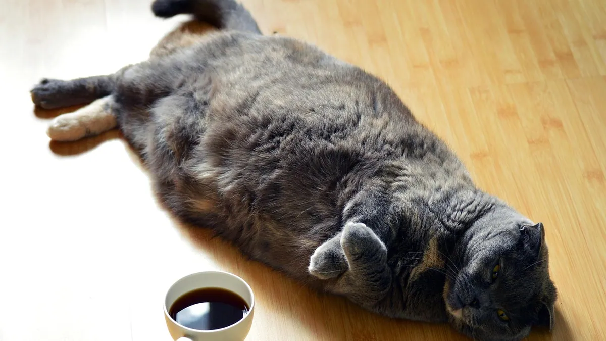 Sudden Collapse in Cats: Causes and What to Do