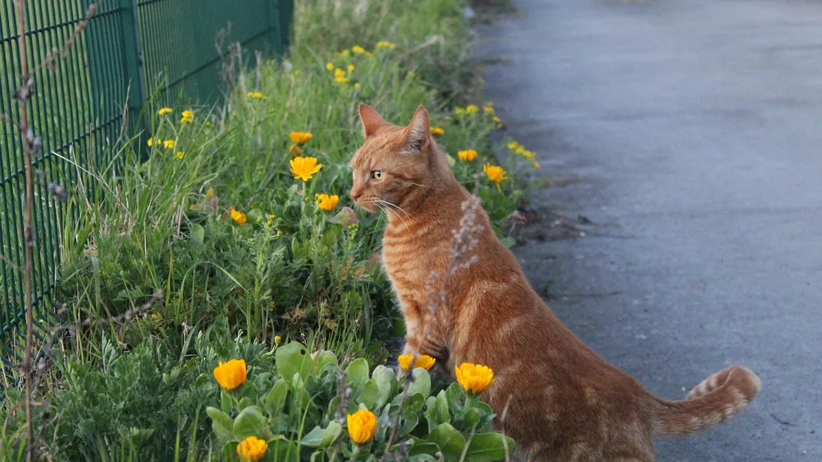 Is Sunflower Lecithin Toxic to Cats? What Owners Should Know