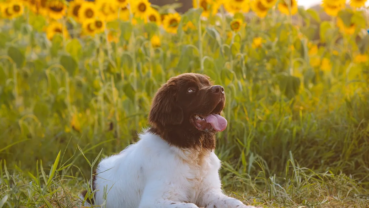 Are Sunflowers Toxic to Dogs? Petals, Seeds, and Oil