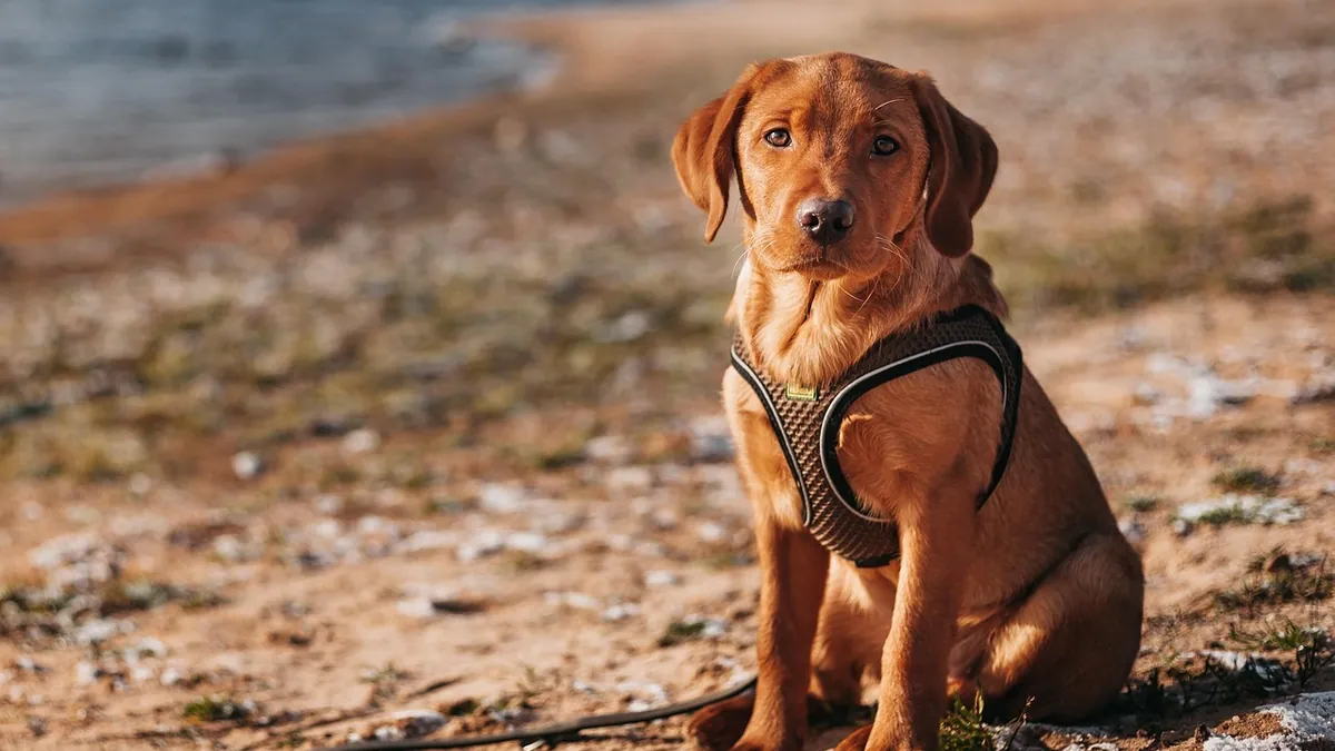 Is Sunscreen Toxic to Dogs? Ingestion Risks Explained