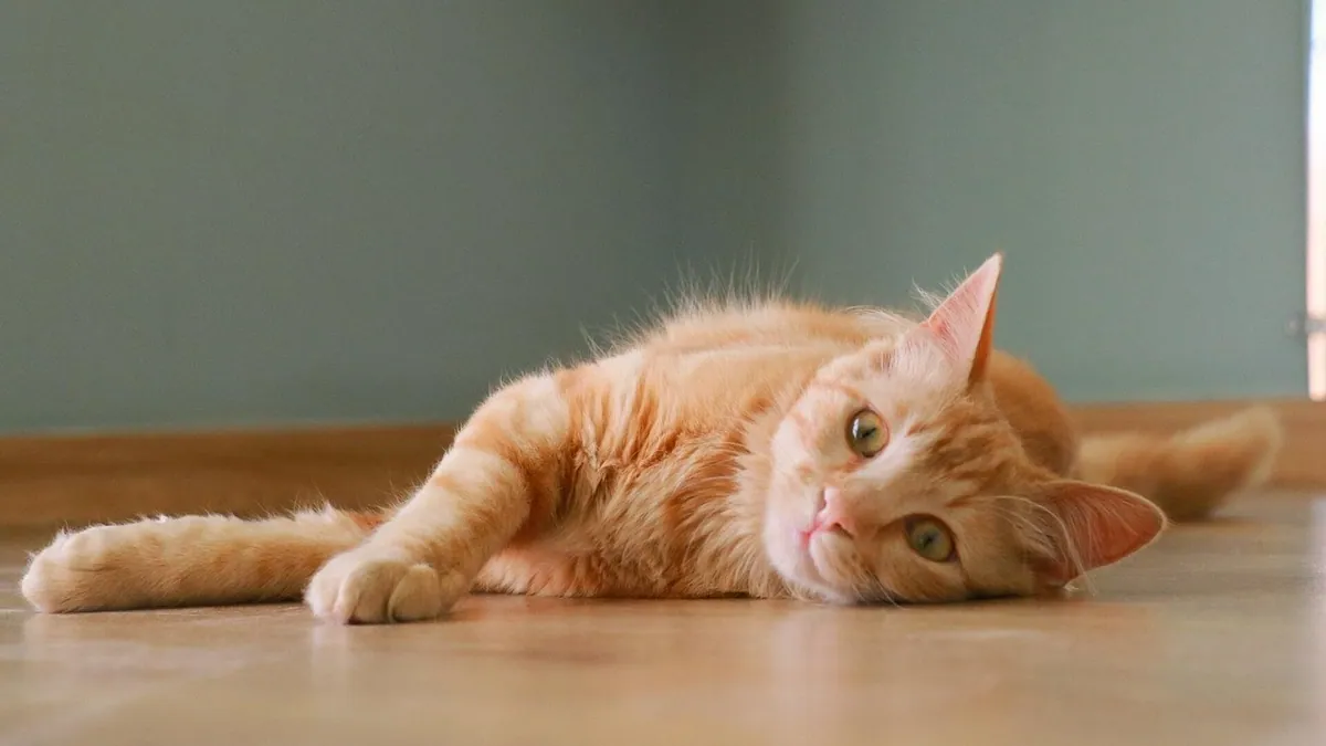 Is Swiffer Toxic to Cats? WetJet, Pads and Mop Safety