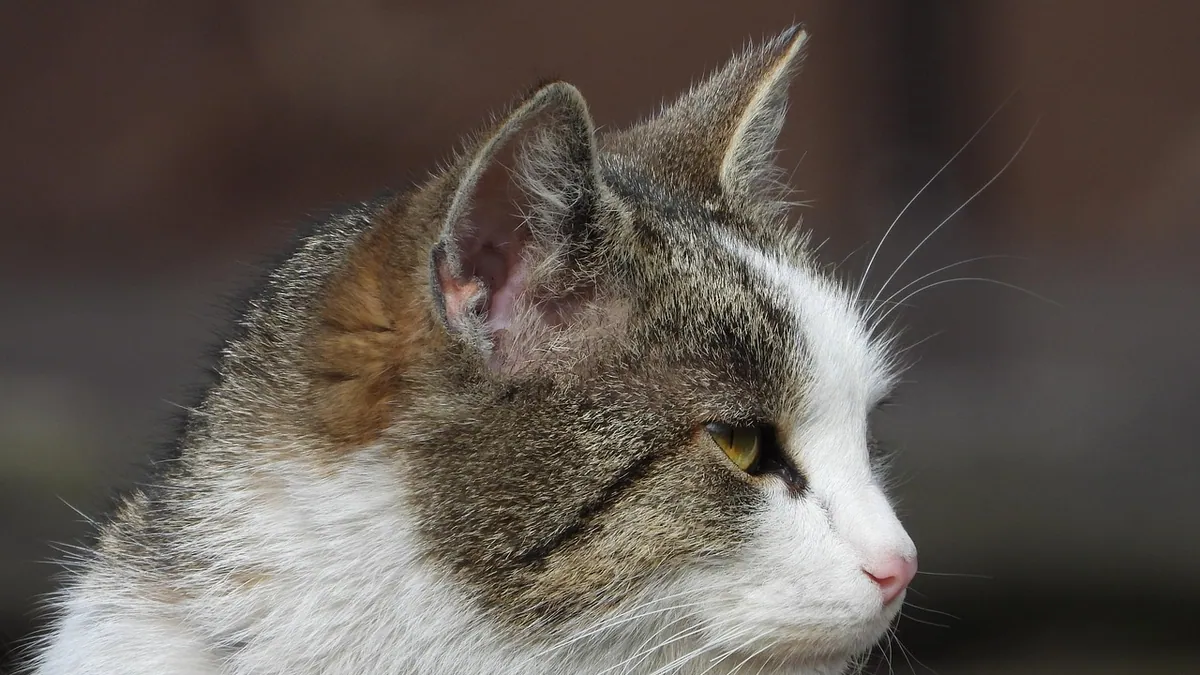 Swollen Face or Cheek in Cats: Causes and When to Worry