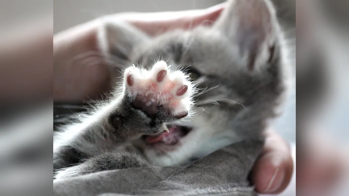Swollen Paw or Leg in Cats: Causes and What to Do