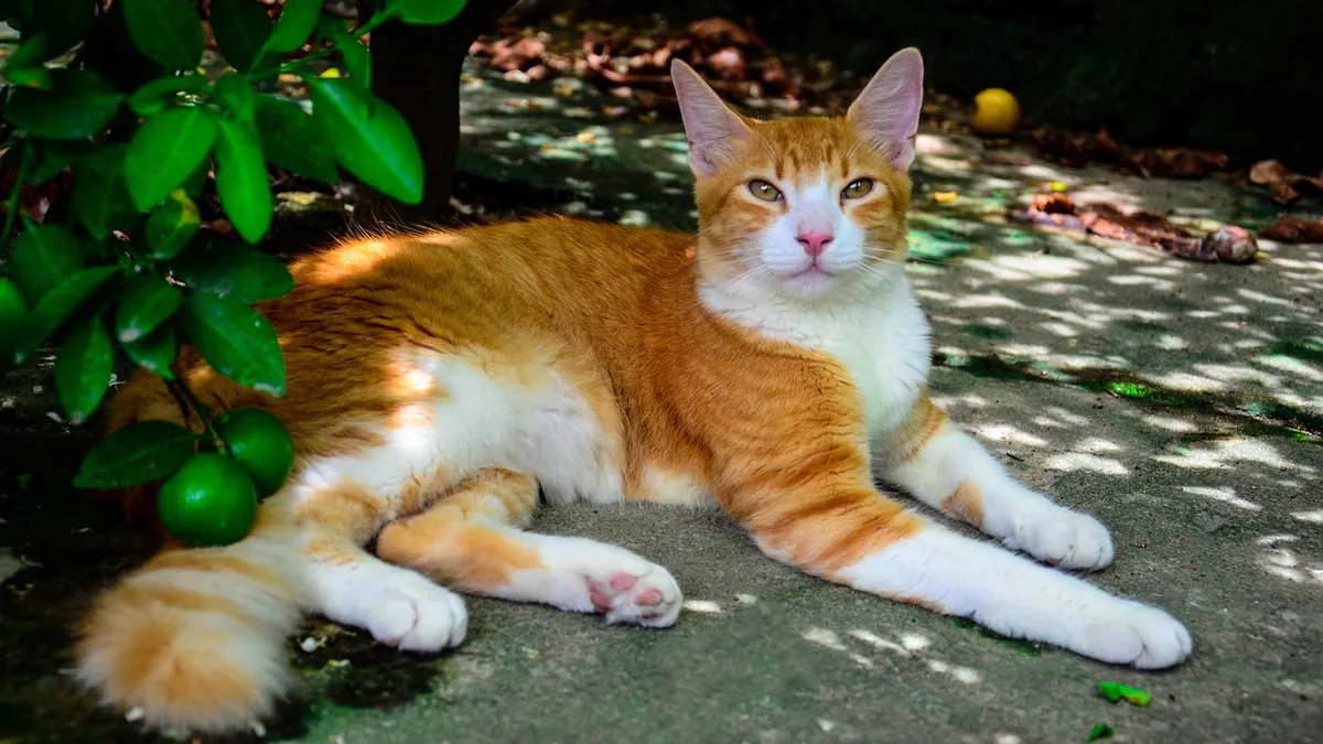 Is Tacrolimus Bad for Cats? Skin Ointment Safety