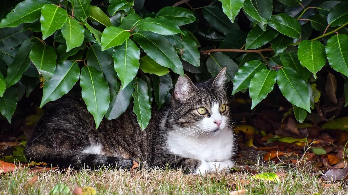Is Taxus (Yew) Toxic to Cats? Signs and What to Do