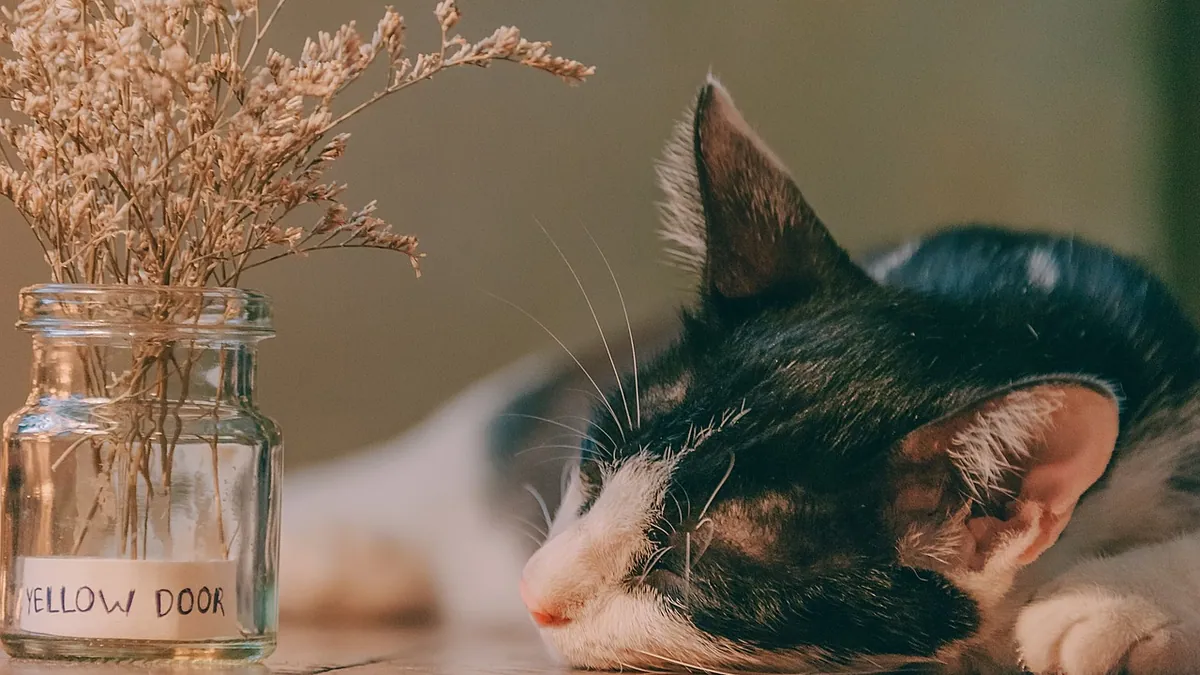 Is Tea Tree Oil Toxic to Cats? Diffusers, Fumes and Drops