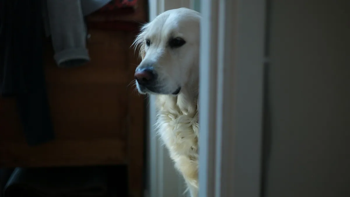How to Teach Your Dog to Ask to Go Outside