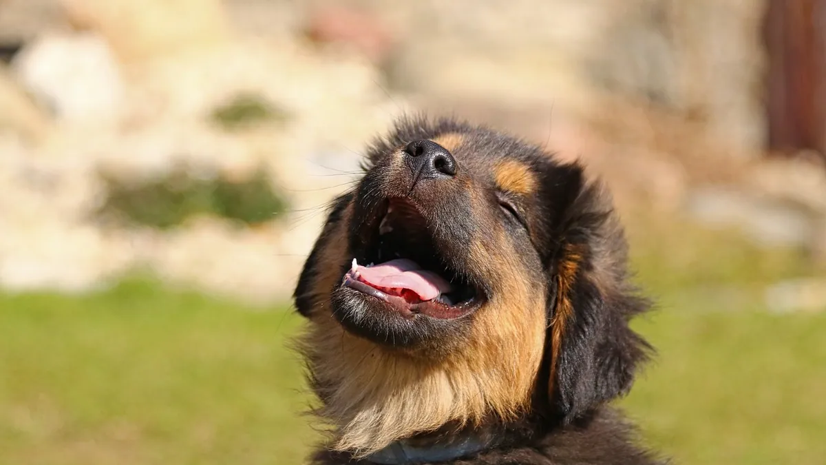 How to Tell If My Puppy Is Happy or Sad: Dog Emotions