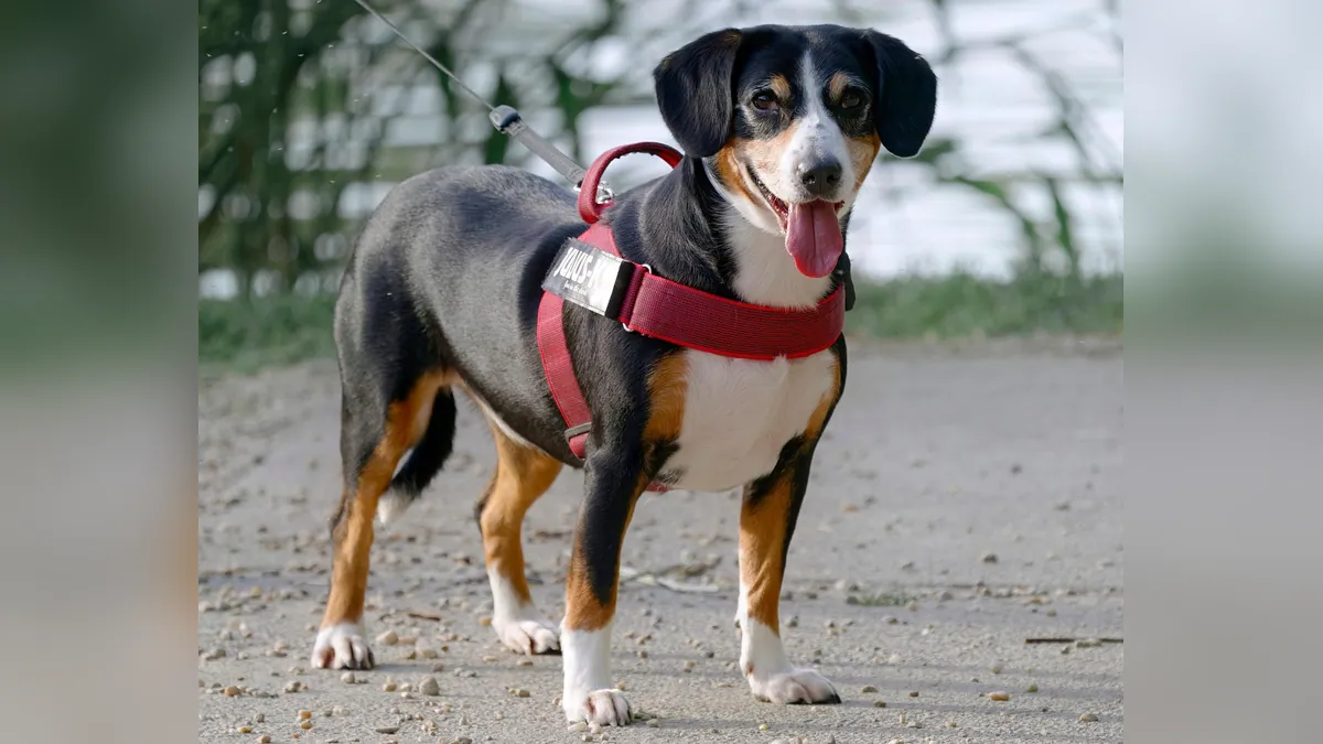 How to Tell If My Puppy Is in Heat: Signs and Stages