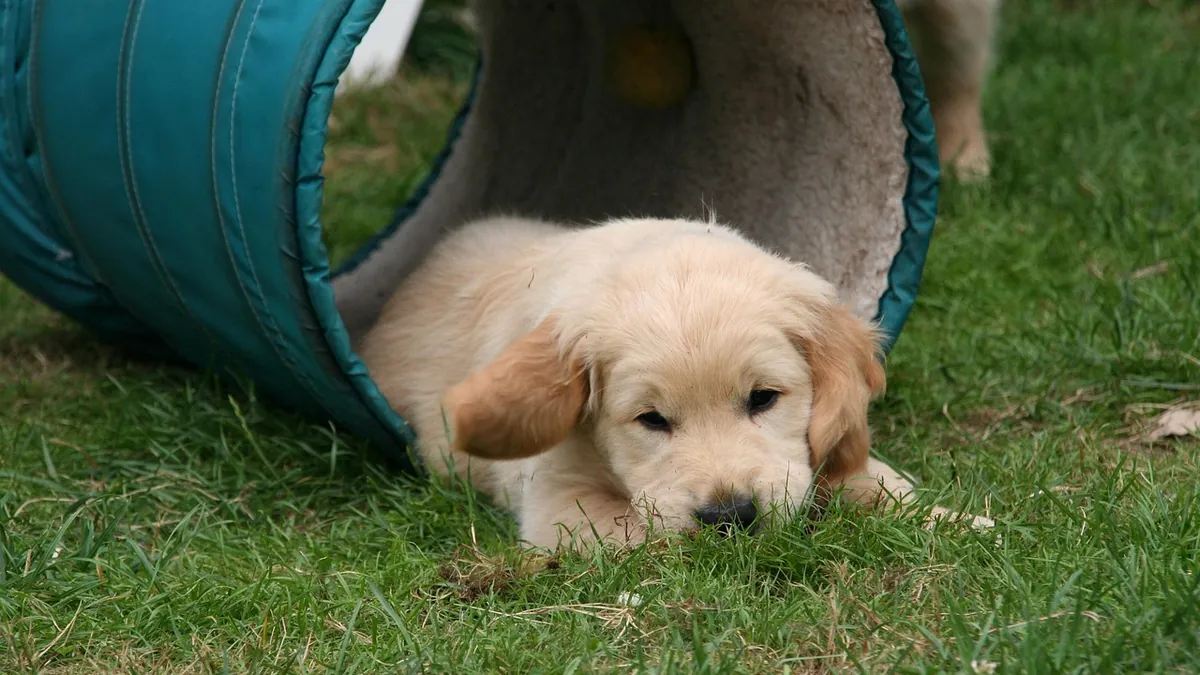 How to Tell If My Puppy Needs to Poop: Constipation Signs