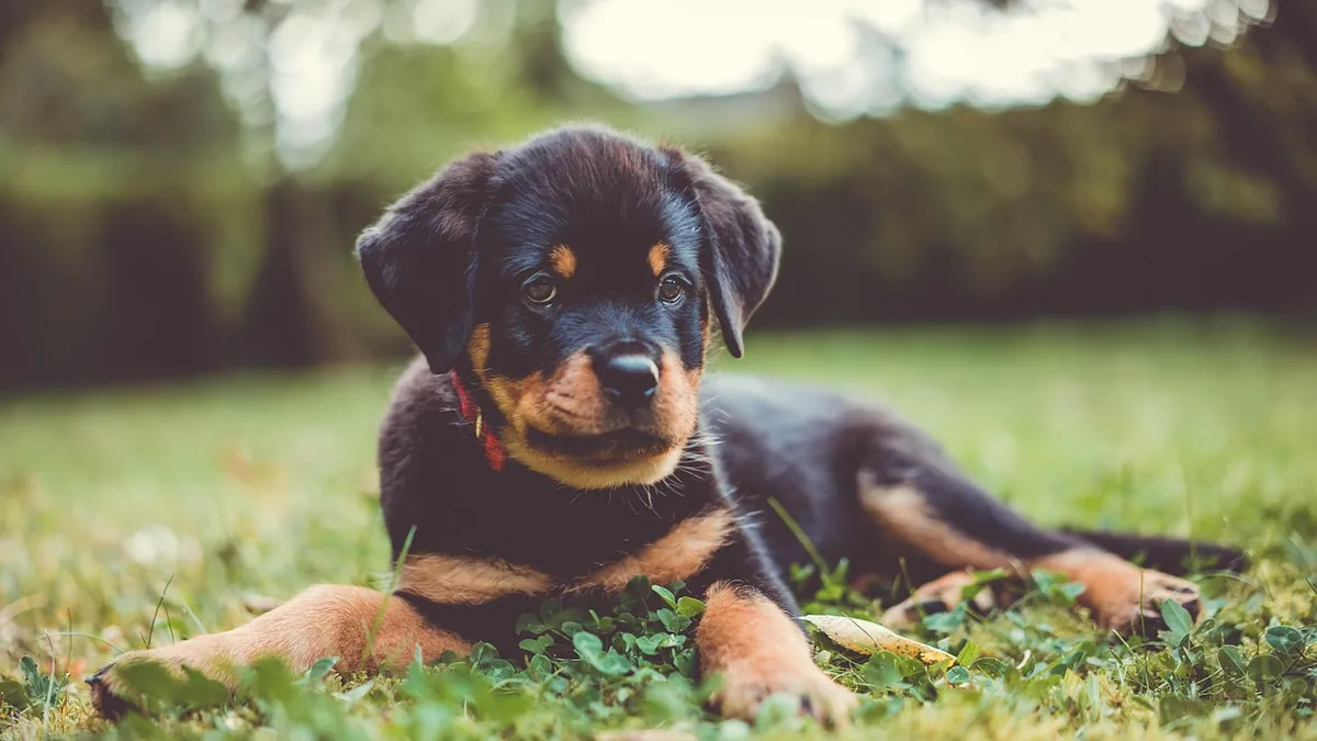 How to Tell If My Puppy Is a Boy or Girl: Sexing Guide