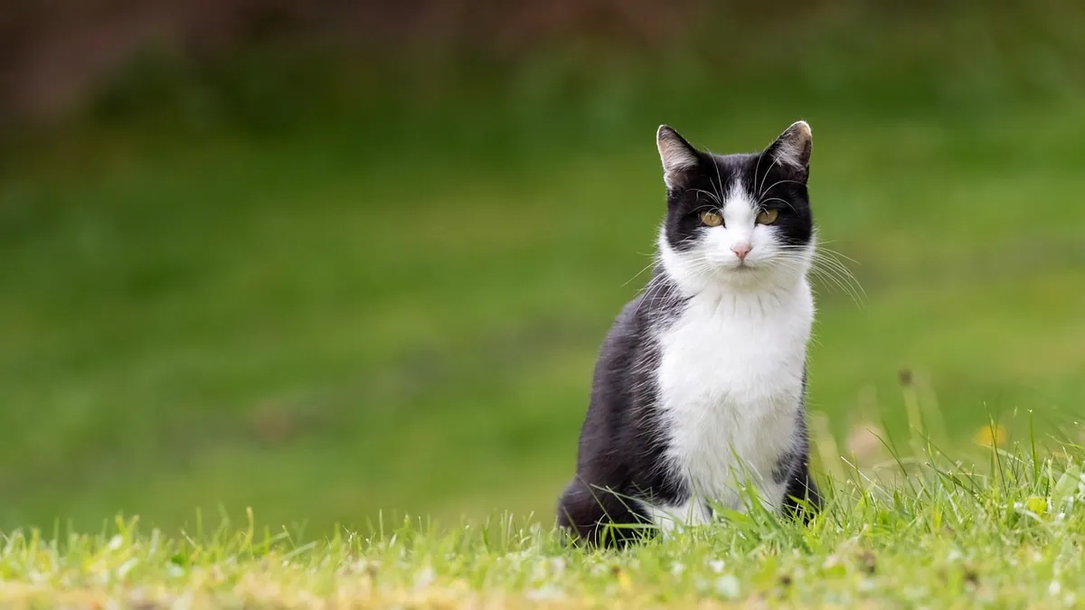 Terbinafine Side Effects in Cats: Is It Safe?