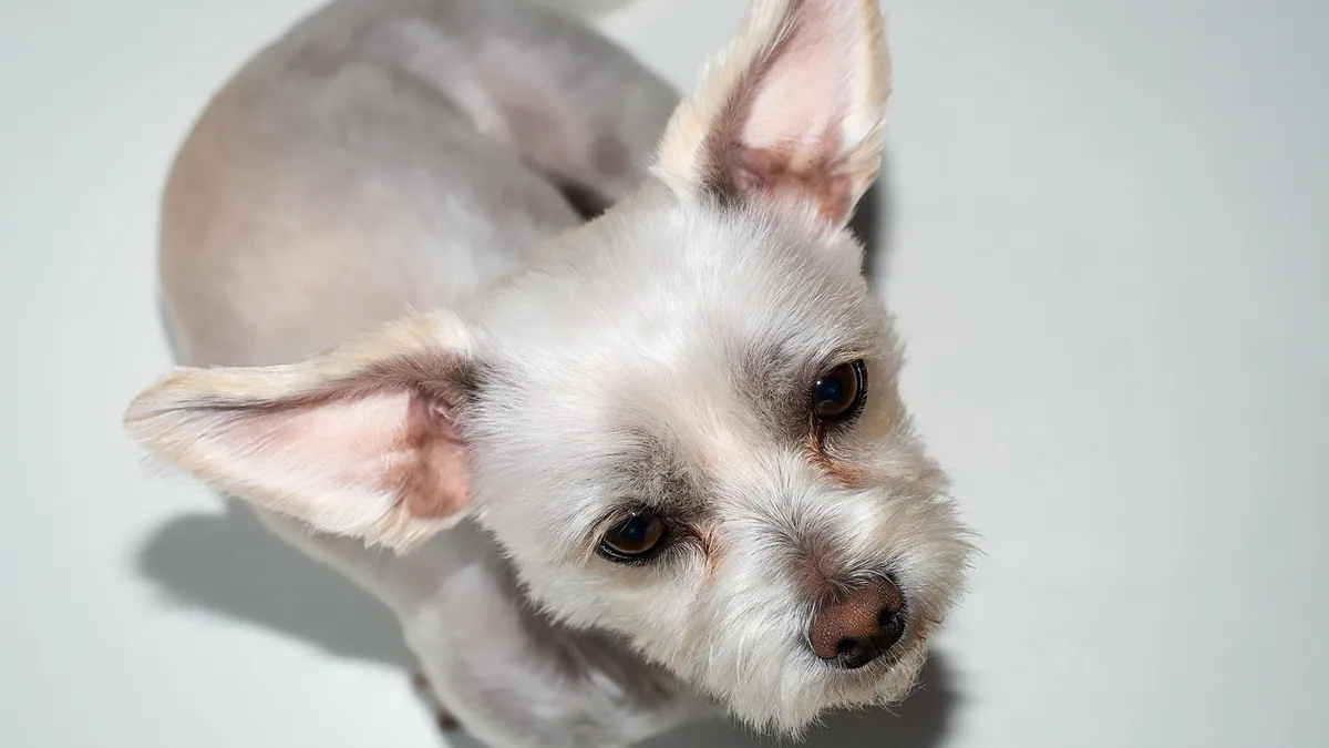 Terbinafine for Dogs: Ringworm and Ear Infection Use