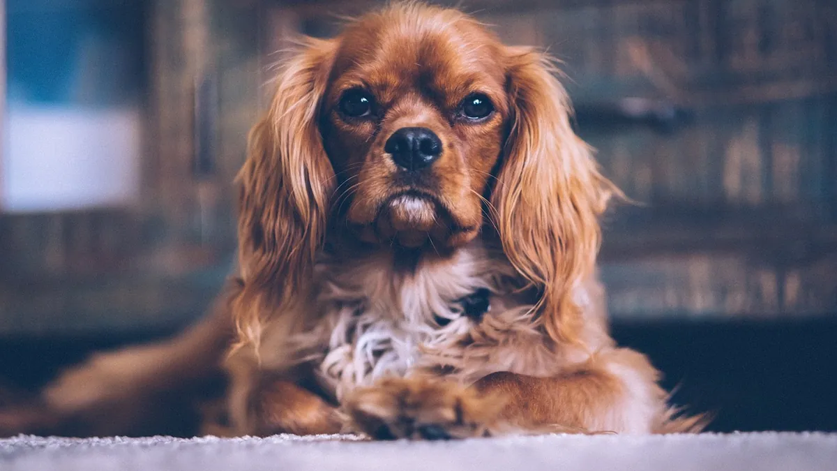 Terbinafine for Dogs: Side Effects, Dosage, and Safety