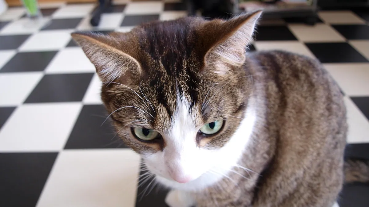 Is Terro Ant Bait Toxic to Cats? Borax Bait Safety