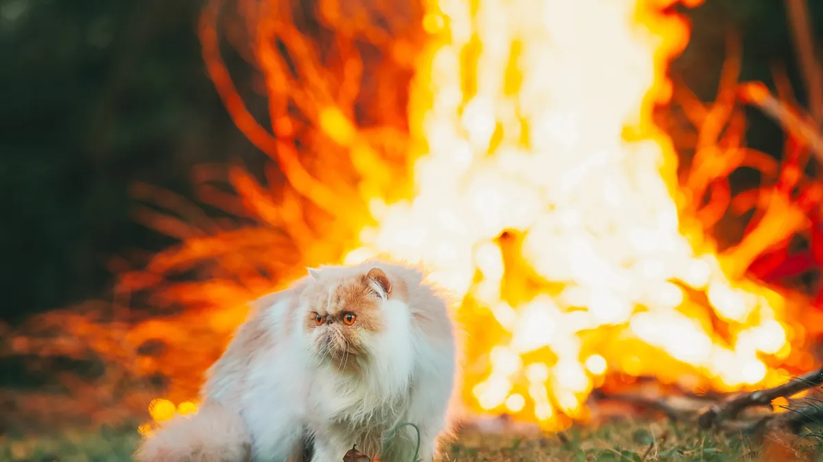 Thermal Burns in Cats: First Aid and Treatment