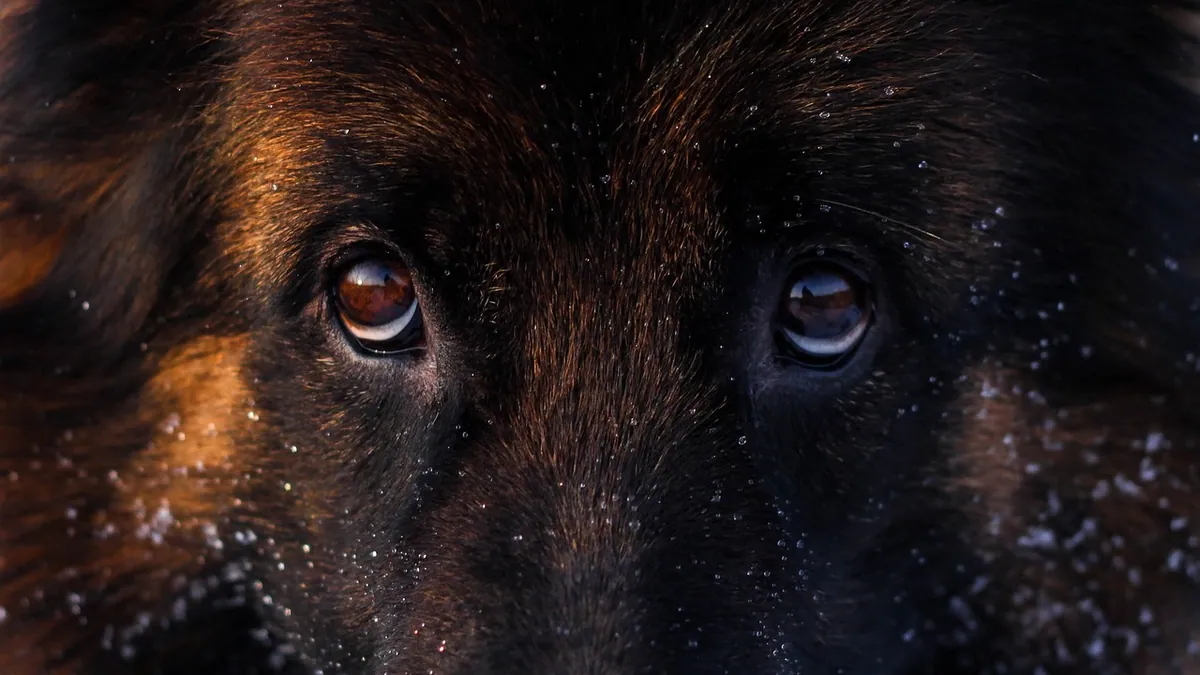 Third Eyelid Showing in Dogs: Causes and When to Worry