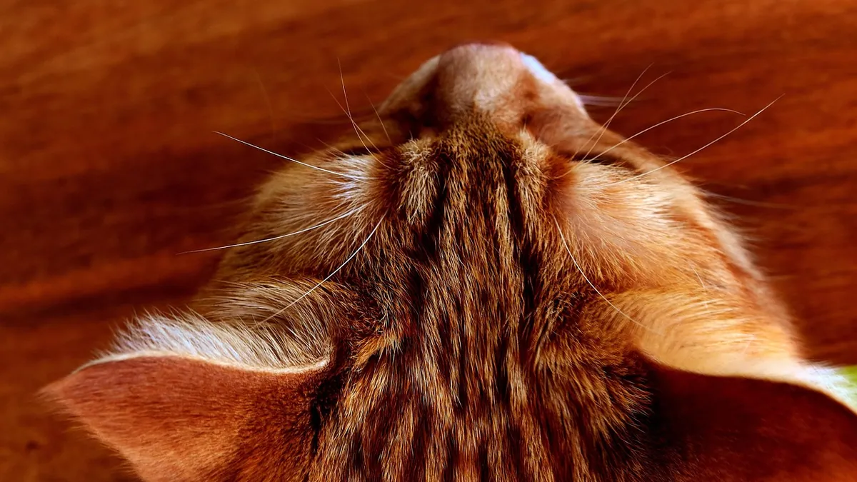 Tick Paralysis in Cats: Recovery and Aftercare