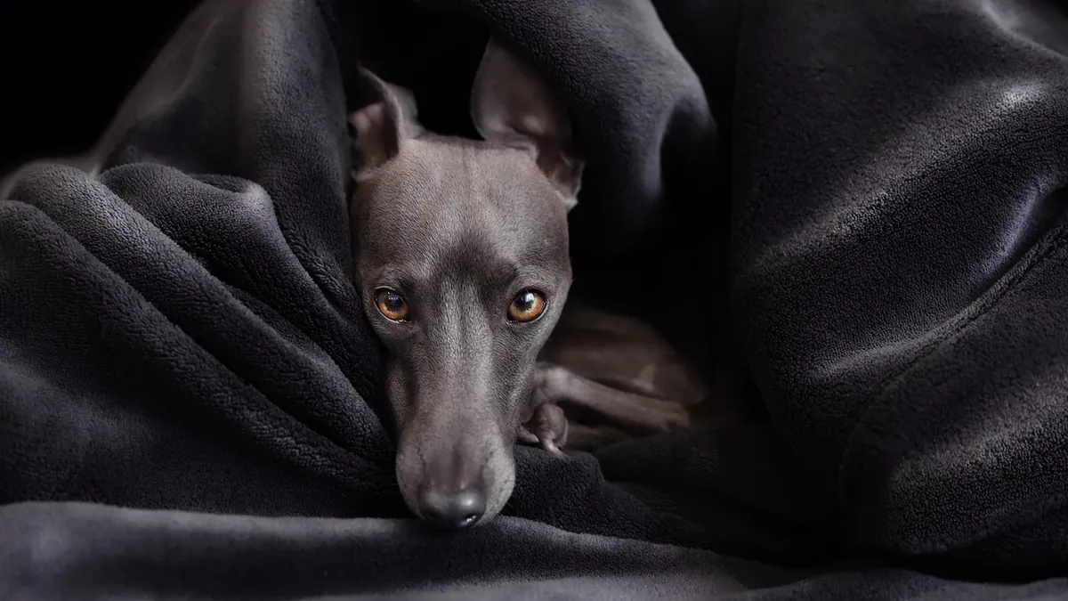 Tick Paralysis in Dogs: Recovery and Home Care
