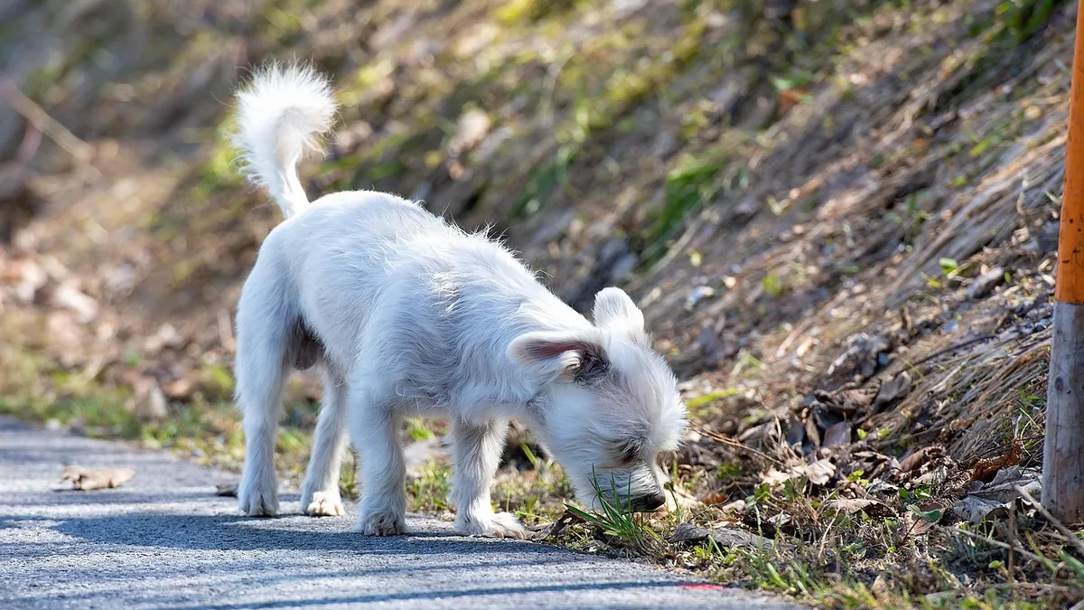 Is Tobacco Toxic to Dogs? Cigarettes, Plants, and Chew