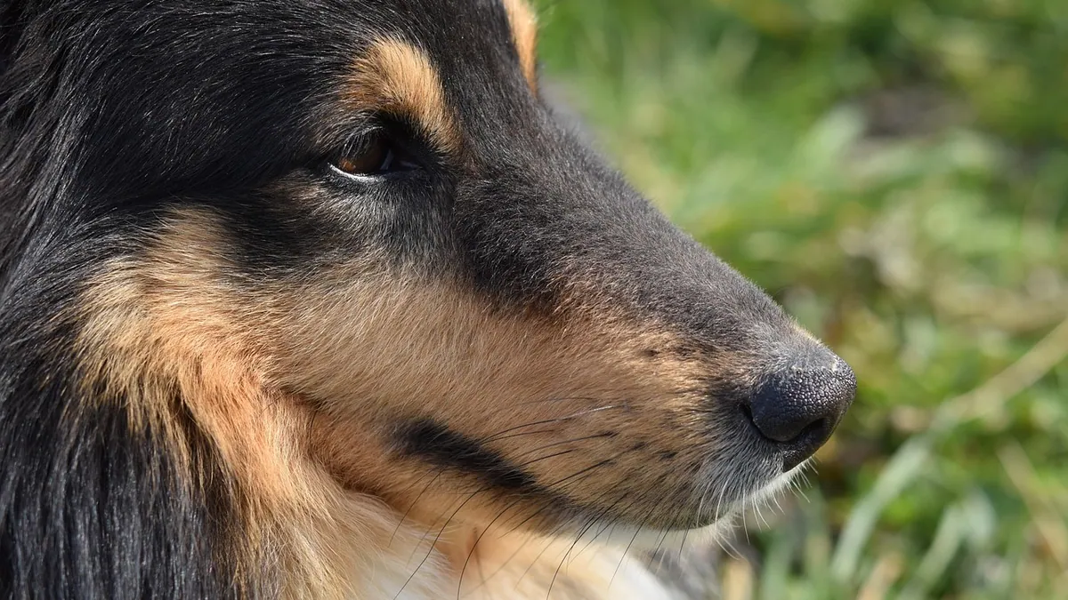 Tobramycin and Dexamethasone for Dogs: Uses and Risks