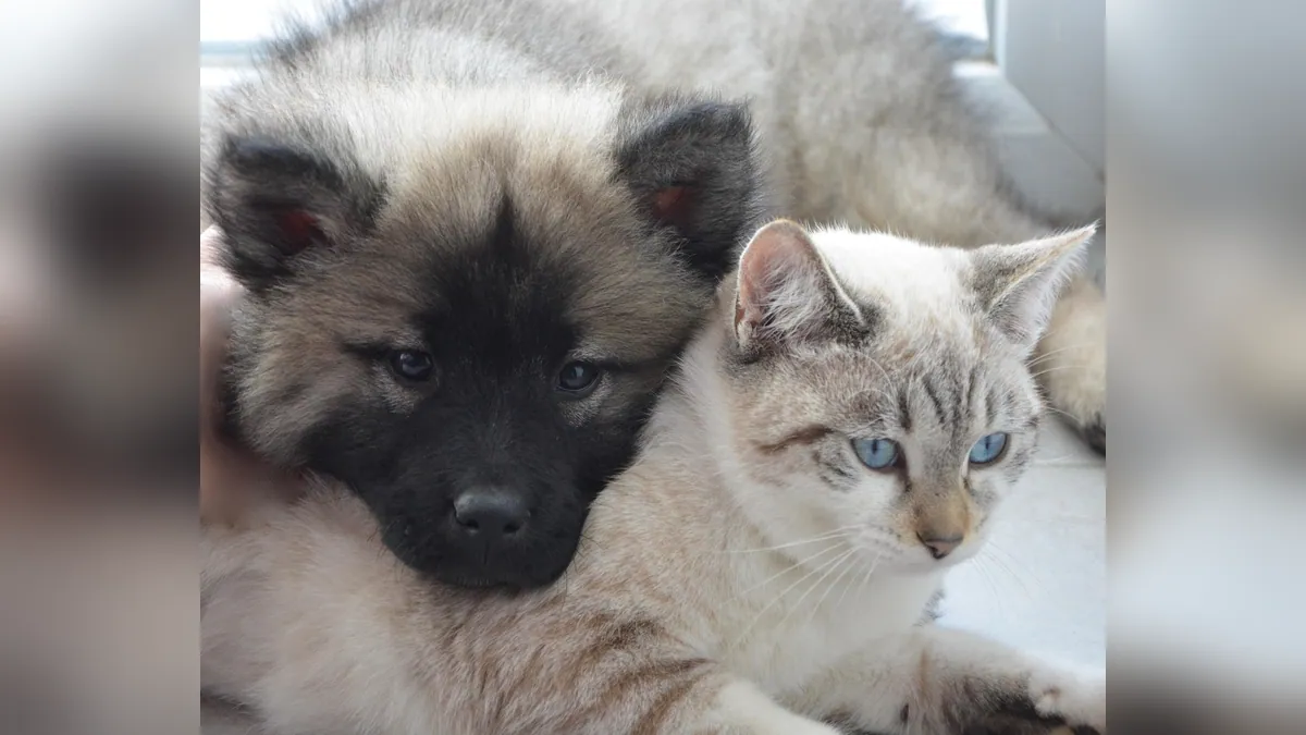 Tobramycin for Dogs and Cats: Uses, Doses, and Safety