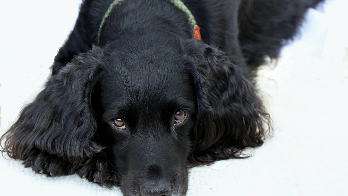 Tobramycin for Dogs: Dosage and How Many Days to Use