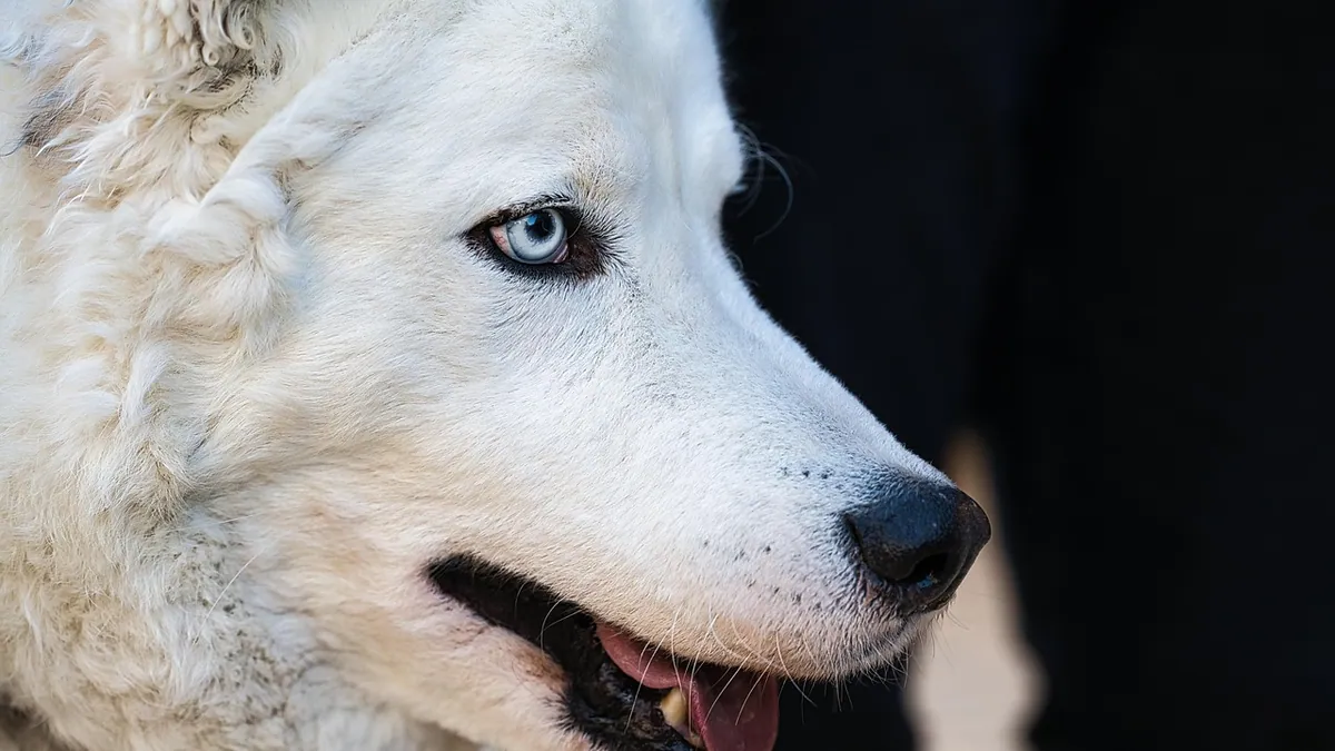 Tobramycin for Dogs: Side Effects and What to Watch For