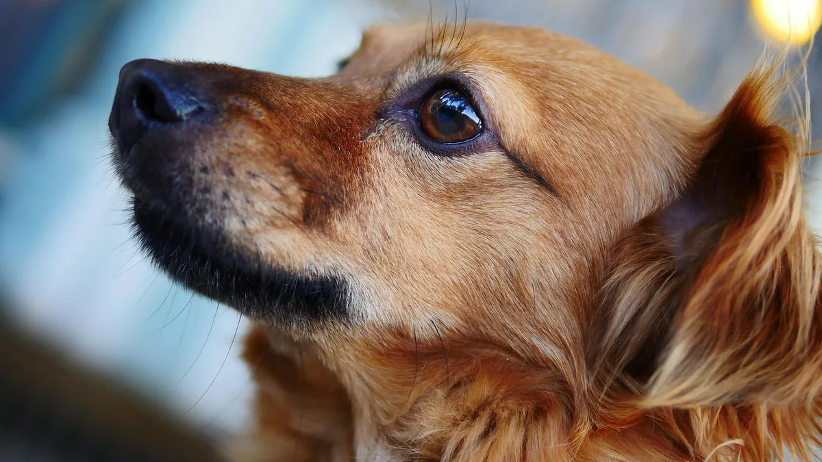 Tobramycin Eye Drops for Dogs: Ulcers and Infections