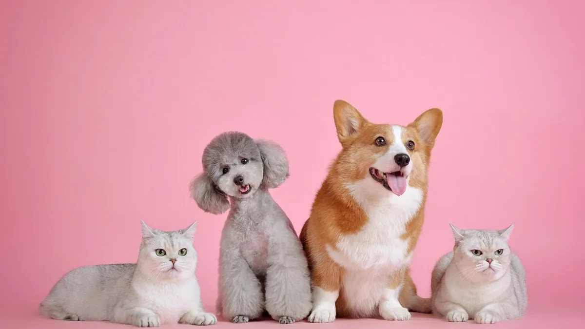 Is Tomcat Rat Poison Harmful to Pets? What to Do