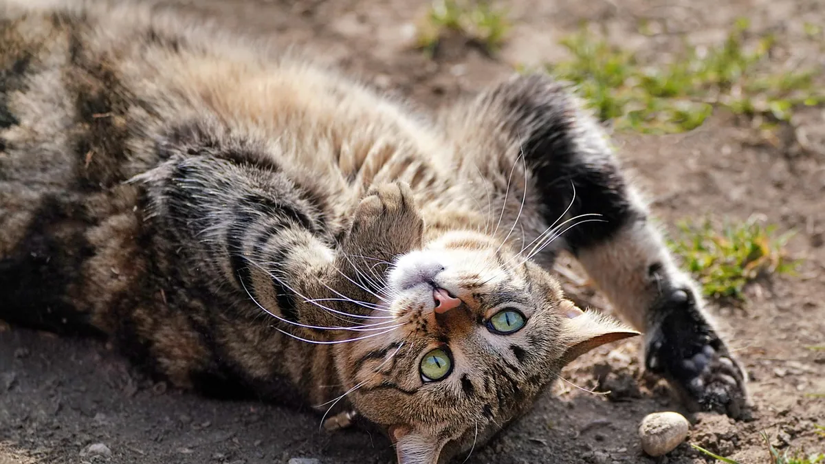 Is Too Much Catnip Harmful to Cats? Overdose Signs